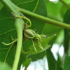 009  Shagbark Hickory