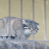 旭山動物園を見学したについて