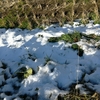 今年初めて  雪を見ました ⛄