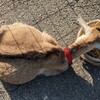 ひよ、帝王切開？