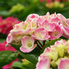 　紫陽花の花