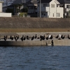 Phalacrocorax carbo　カワウ