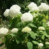 489.紫陽花 良い日を🌈