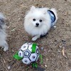 犬と遊べるサッカーボール