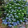 金沢の紫陽花
