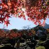 箱根美術館の紅葉と餃子センターと仙石原のすすき