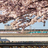 2021年春，東京都の桜もきれいだったから写真を上げておこう