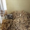 しろあん93日目