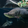 ピラルクー Arapaima sp.