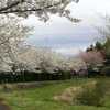 東山の水辺の桜は満開