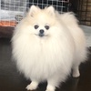 家事労働は適当がちょうどいい　要再検査の連絡が来た（🐶）
