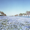 Nemophila BLUE