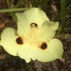 ディエテス・ビコロルの花：再訪