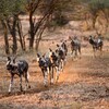 クルーガーの珍獣リカオン