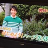 NHKのEテレ「趣味の園芸」に出演・・・ローズマリー真っ盛りとネコのトピアリー