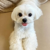 ルイくんの涙焼けとものもらい