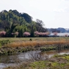 春の鶴見川