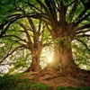 「神様バフェット流投資戦略の真髄、「森」を見てから「木」を探せ」