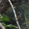 ウロコヒヨドリ(Scaly-breasted Bulbul)など