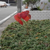 近くの植物