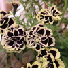 黒い花ペチュニア