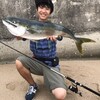 明石方面 釣果情報。