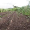 農園日誌Ⅲーむかし野菜の四季