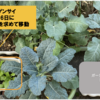 庭で秋野菜 34【チンゲンサイも日光を求めて】