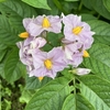 ２０２４年：春じゃがいも栽培記録　⑤（２回目追肥・土寄せ→開花　写真有り）