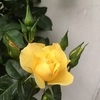 金蓮歩 咲く