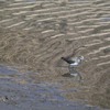 水紋とクサシギ