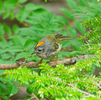 野鳥撮影 in 富士吉田道～五合目～御庭