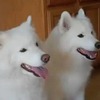 犬たちに歌ってもらう誕生日・・・サモエド動画