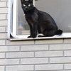 崖っぷちの黒猫