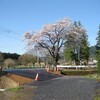 今日の桜