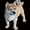 注文品：柴犬　ほぼ実物大