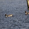 手賀沼公園のオナガガモ