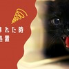 猫に噛まれた時の応急処置