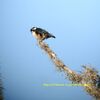 モモグロヒメハヤブサBlack-thighed Falconet（ジャワの鳥その21）