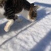 真っ白な世界に、はじめまして。愛猫が「雪」と出会った日。：保護猫日記。4歳6ヵ月（242週）