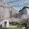 毛馬桜之宮公園に花見に行ってきました！