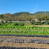 チューリップ🌷球根植え開始