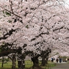満開の桜を追いかけて…No.5