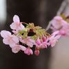 ちょっとそこまで　葵桜（河津桜）＠岡崎市　2026 02 24】