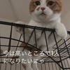 猫にとって暮らしやすい部屋にするには