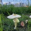 雨後のマッシュルーム🍄　〜真夏の夜のミステリー〜　- Spring Up Like Mushrooms -