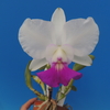 Cattleya walkeriana f.s/a select