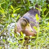 【写真】最近の写真撮影（2017/8/6）昆陽池公園その3