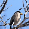 鳥撮散歩　イカルの鳴き声、完全マスター！