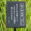 万葉歌碑を訪ねて（その１８８７～１８８９）―松山市御幸町　護国神社・万葉苑（５２～５４）―万葉集　巻十　一八四八、巻八　一四六〇、巻十六　三八八六